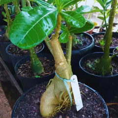 25X Etiquetas Identificação Plantas (8cm) Branca TOP GARDEN