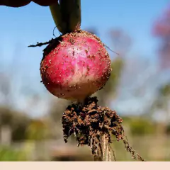 Sementes de Cravina Gaiety (Sortida) TOPSEED - Cultiv.me