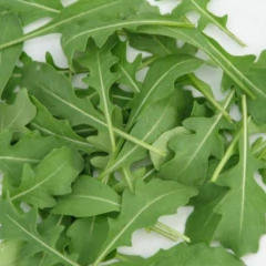 Sementes de Rúcula Rokita ISLA