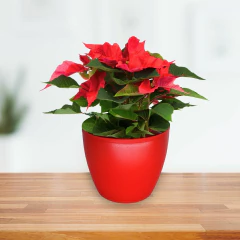 Vaso Cachepot Redondo Oxford (11x10) Cor Vermelho OKLA - loja online