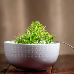 Sementes Microverdes Brotos de Agrião do Seco SUPER ISLA