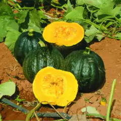 Sementes de Abóbora Híbrida Tetsukabuto (100g) TOPSEED - Cultiv.me