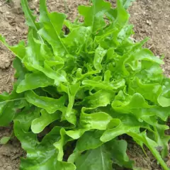 Sementes de Alface Lisa Cerbiatta (50g) ISLA