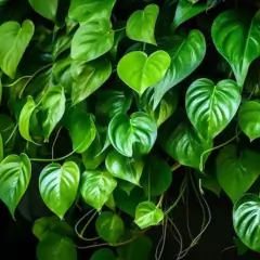 Fertilizante Plantas e Folhagens + Enraizador 140ml VITAPLAN na internet