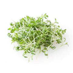 Imagem do Sementes Microverdes Brotos de Agrião do Seco ISLA