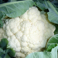 Semente Couve Flor Hibrido Juliana Super ISLA - loja online