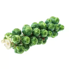 Sementes de Couve-de-Bruxelas Blueline TOPSEED - Cultiv.me