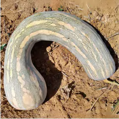 Sementes de Abóbora Menina Rajada Seca (50g) TOPSEED