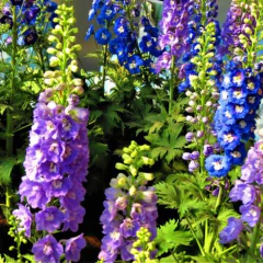 Sementes de Delphinium Esporinha Dobrada (Sortida) ISLA - loja online