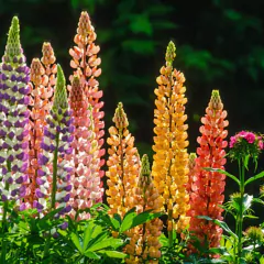 Sementes de Lupinos/ Tremoço de Jardim (Sortido) ISLA - comprar online