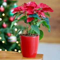 Imagem do Vaso Cachepot Alto Oxford (11x12) Cor Vermelho OKLA