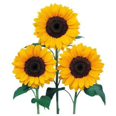 Sementes de Girassol Vincents II Choice Hibrido SUPER ISLA - comprar online