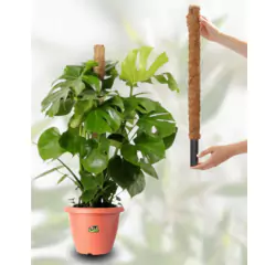 Tutor Fixo de Fibra de Coco para Plantas (80cm) TOP GARDEN na internet