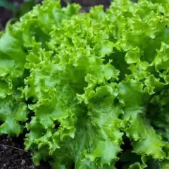 Sementes de Alface Vanda Frisada Peletizada (1000un) ISLA na internet