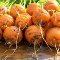 Sementes de Cenoura Planeta (Bolinha) Blueline TOPSEED - comprar online