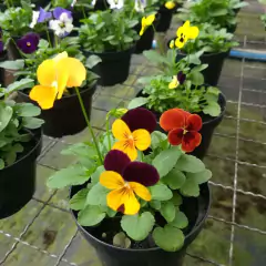 Sementes de Amor Perfeito Grande Sonho Blueline TOPSEED - comprar online