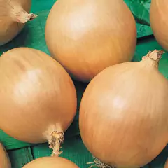 Sementes de Cebola IPA 11 TOPSEED - comprar online