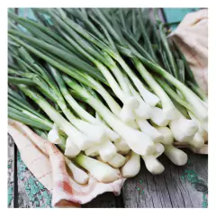 Sementes de Cebolinha (Nebuka Tiunegui) Blueline TOPSEED na internet