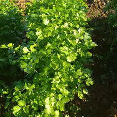 Imagem do Sementes de Coentro Verdão TOPSEED