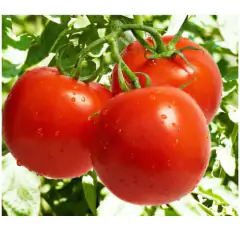 Imagem do Sementes de Tomate Santa Cruz Kada (Gigante) TOPSEED