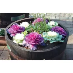 Sementes de Couve Ornamental Arco-Íris (Sortida) ISLA - comprar online