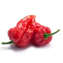 Sementes de Pimenta Cascavel (Bhut Jolokia) FELTRIN - Cultiv.me