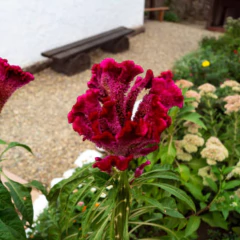 Sementes de Celósia/Crista-de-Galo Anã (Sortida) ISLA na internet