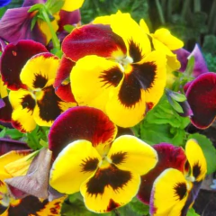 Sementes Amor-Perfeito Gigante Suíço (Sortido) Super ISLA - comprar online