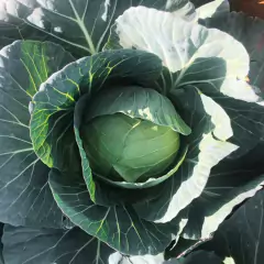 Sementes de Cravina Gaiety (Sortida) TOPSEED - comprar online