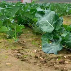 Imagem do Sementes de Brócolis Calabrês de Cabeça Blueline TOPSEED