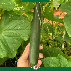 Sementes de Pepino Japonês Hiroshi ISLA - Cultiv.me