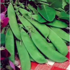 Sementes de Ervilha Torta de Flor Roxa TOPSEED na internet