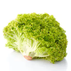 Sementes de Alface Vera Crespa Peletizada (1000un) ISLA