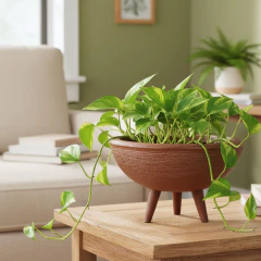 Imagem do Vaso Bacia Pé Palito (20x32) Chocolate ALPE E ARITANA