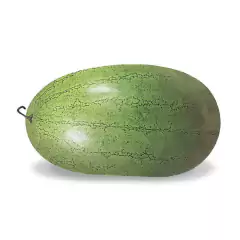 Sementes de Melancia Charleston Gray TOPSEED - loja online