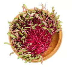Sementes Brotos Microverdes de Beterraba Shankar ISLA - comprar online