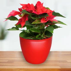 Vaso Cachepot Redondo Oxford (15x12) Cor Vermelho OKLA - loja online