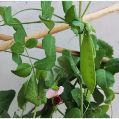 Imagem do Sementes de Ervilha Torta de Flor Roxa TOPSEED