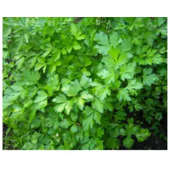 Sementes de Salsa Lisa Stella (2,80g) ISLA na internet