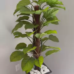 Estaca de Fibra de Coco Nutricoco (80X5X5) NUTRIPLAN