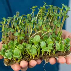 Imagem do Sementes Brotos Microverdes de Alface Deva Super ISLA