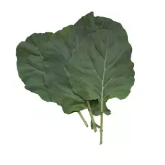 Sementes de Couve Manteiga FELTRIN - comprar online