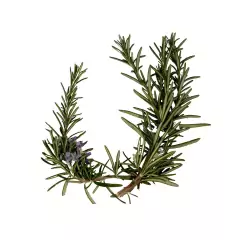 Sementes de Alecrim Orvalho do Mar FELTRIN - comprar online