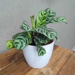 Vaso Cachepot Redondo Oxford (11x10) Cor Branco OKLA