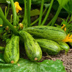 Sementes de Abobrinha Caserta (100g) TOPSEED