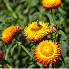 Sementes de Sempre-Viva Sultane Dobrada (Sortida) TOPSEED - Cultiv.me