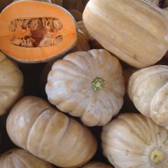 Imagem do Sementes de Abobora Sergipana (Jerimum de Leite) ISLA