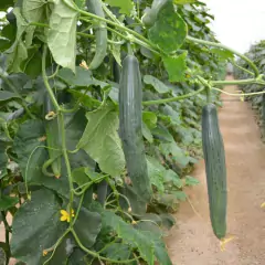 Sementes de Pepino Beit Alpha (Holandês) TOPSEED na internet