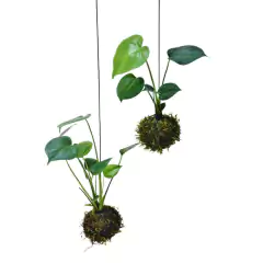 Imagem do Cabo de Aço de (50cm) com 1 ponta para Kokedama JC JARDIM