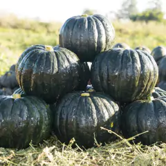 Sementes de Abóbora Híbrida Tetsukabuto (100g) TOPSEED - comprar online